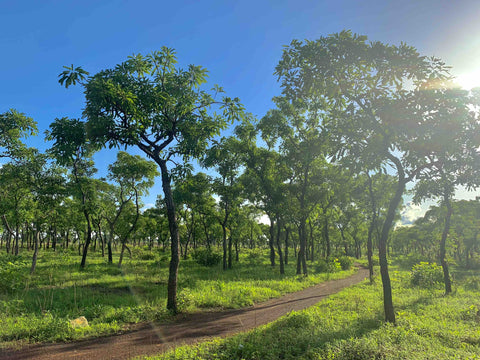 From Tamale to the World β home of the best shea butter in the world
