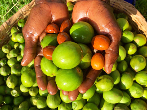 Sustainable Harvest
