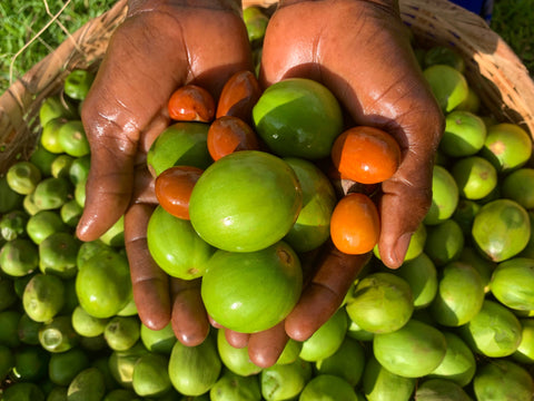 Join the Fertile Land Collective (Membership Unit)